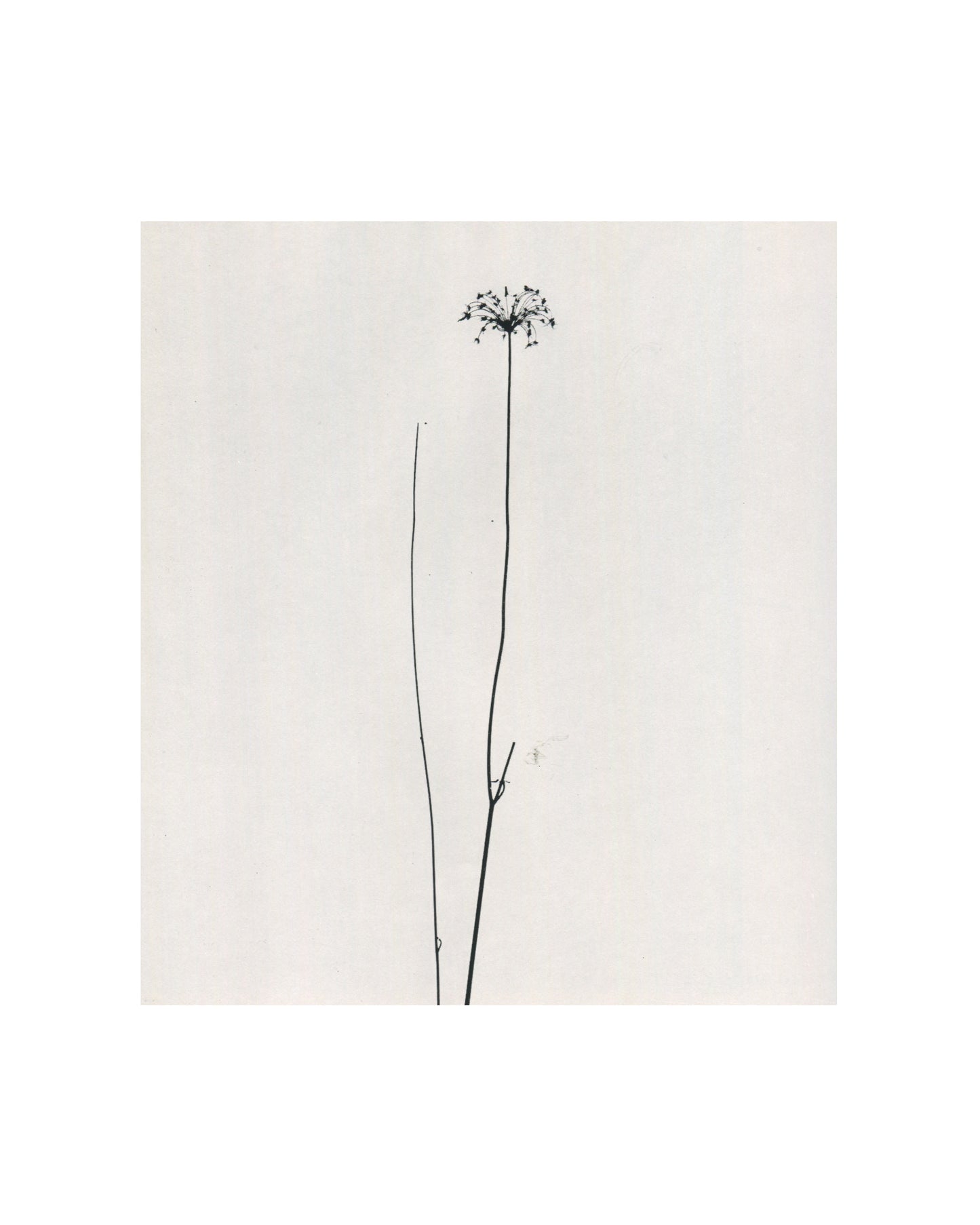 Interior page from 1967 Harry Callahan, Museum of Modern Art. Black-and-white photograph of a single dried plant stem with a small spherical seed head at its tip, two additional bare stems beside it, all set against a plain white ground in high-contrast graphic isolation