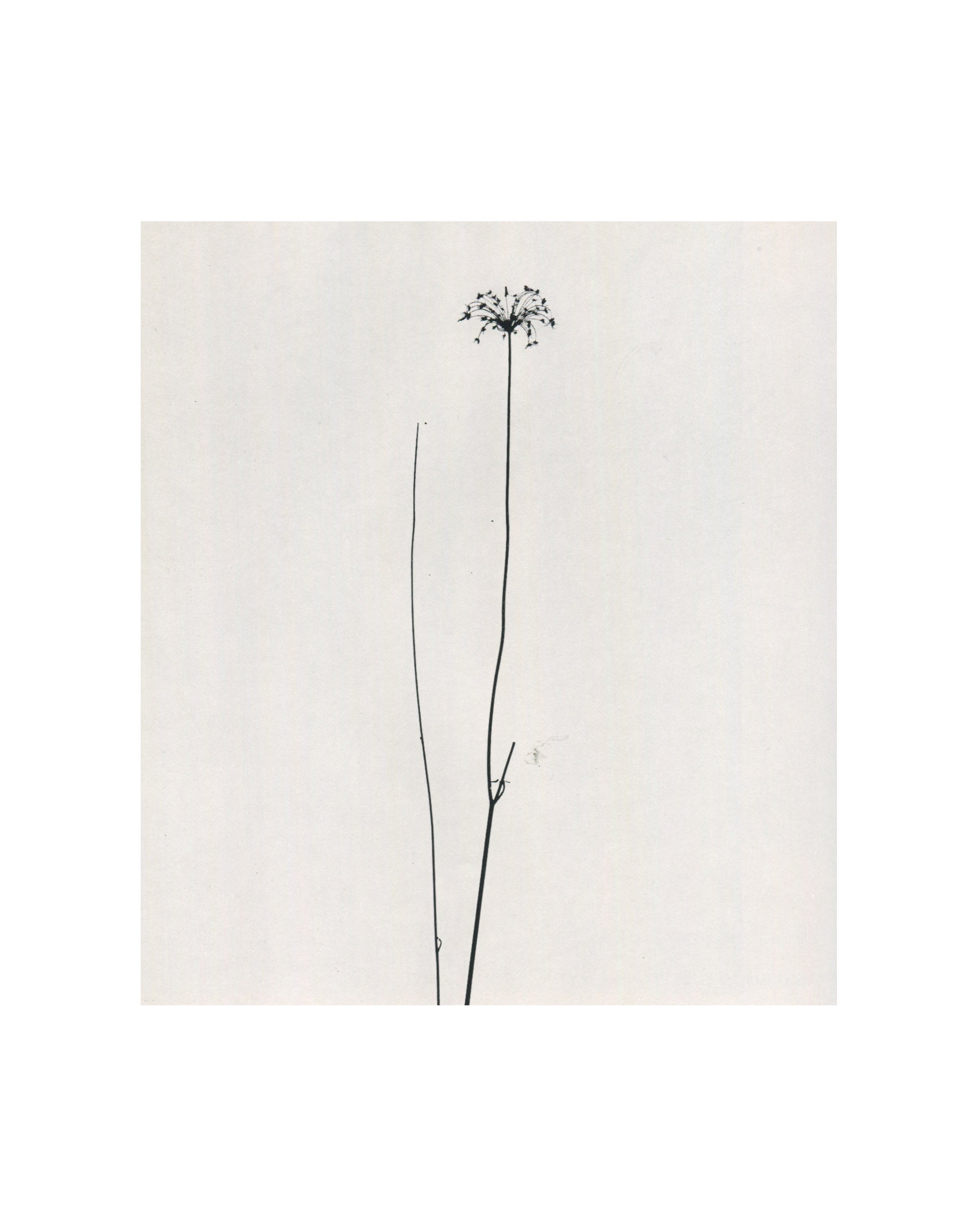 Interior page from 1967 Harry Callahan, Museum of Modern Art. Black-and-white photograph of a single dried plant stem with a small spherical seed head at its tip, two additional bare stems beside it, all set against a plain white ground in high-contrast graphic isolation