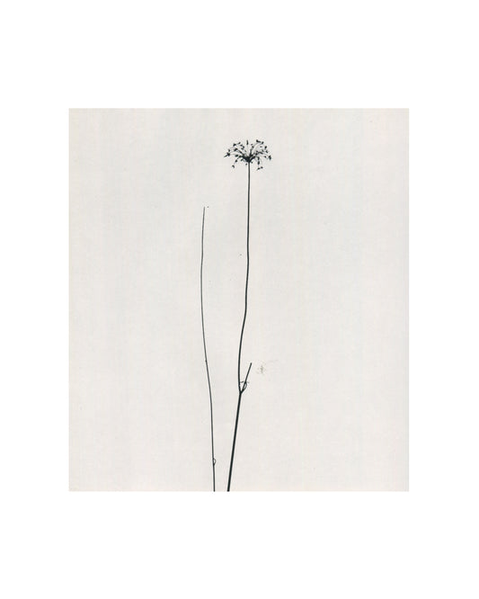 Interior page from 1967 Harry Callahan, Museum of Modern Art. Black-and-white photograph of a single dried plant stem with a small spherical seed head at its tip, two additional bare stems beside it, all set against a plain white ground in high-contrast graphic isolation