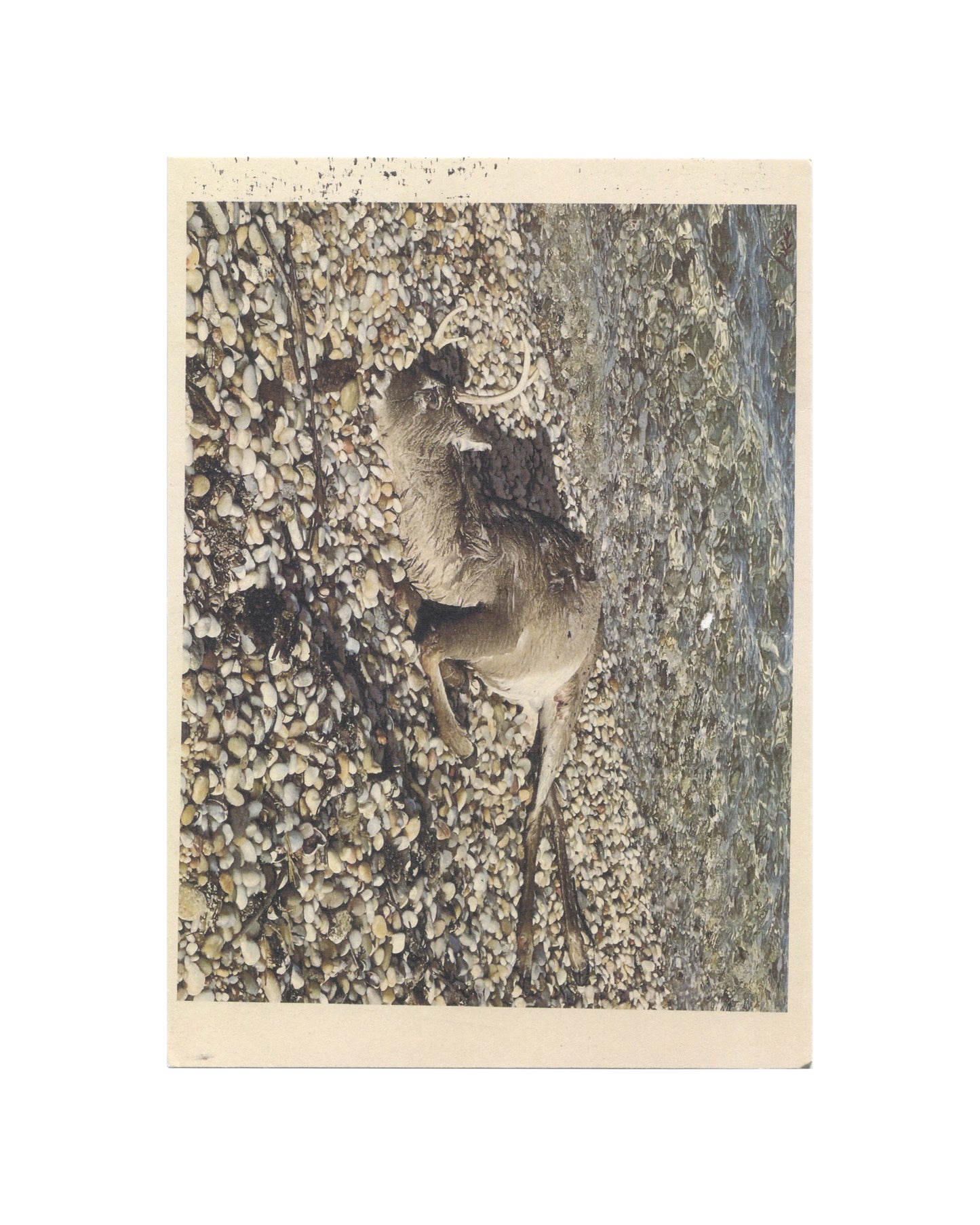 Wade Guyton, Galerie Chantal Crousel, Paris, 2023. Full-bleed photograph of a dead deer lying on a wet pebble shoreline, sepia-toned, viewed from above; cream card border.