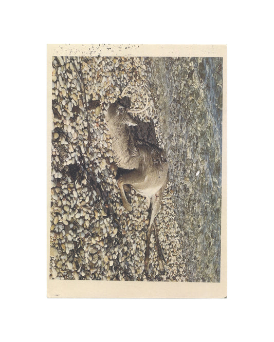 Wade Guyton, Galerie Chantal Crousel, Paris, 2023. Full-bleed photograph of a dead deer lying on a wet pebble shoreline, sepia-toned, viewed from above; cream card border.