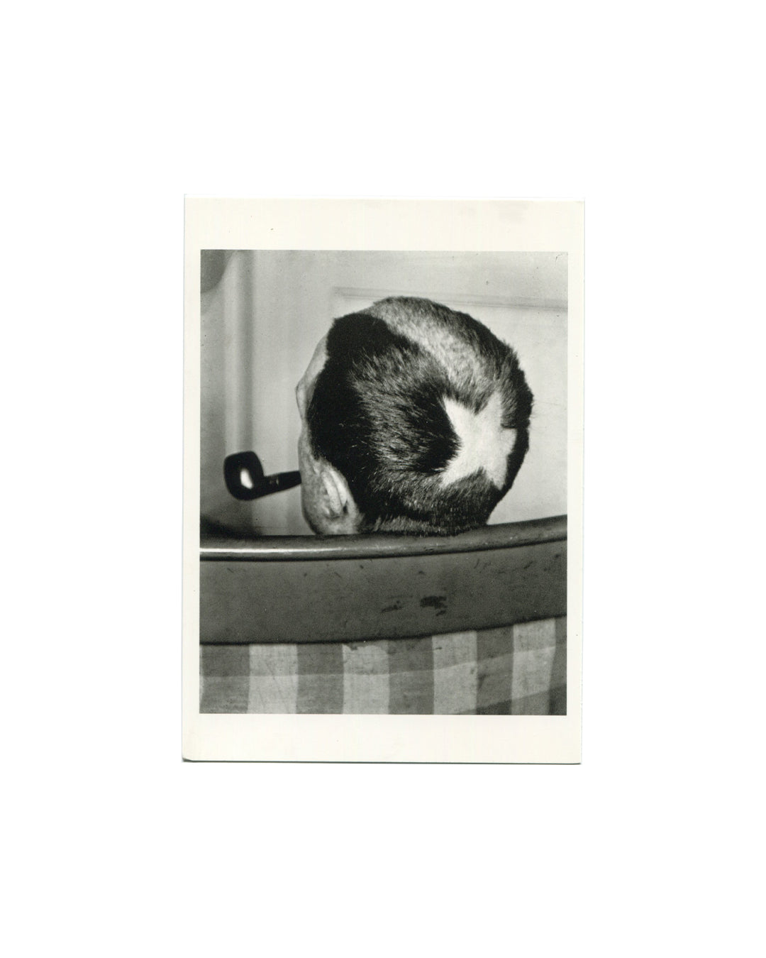 Postcard recto, Man Ray, Tonsure (Marcel Duchamp), 1921, published by Fotofolio, New York, n.d. [c.1984]. Offset black-and-white reproduction on cream card, 15 × 10 cm. Close-up photograph of the back of Marcel Duchamp's head — dark hair with a white star-shaped tonsure shaved into the crown; small black pipe held in the left hand, visible at lower left; wooden table edge and checked tablecloth in lower half of frame; plain wall behind. Light handling wear, good vintage condition.