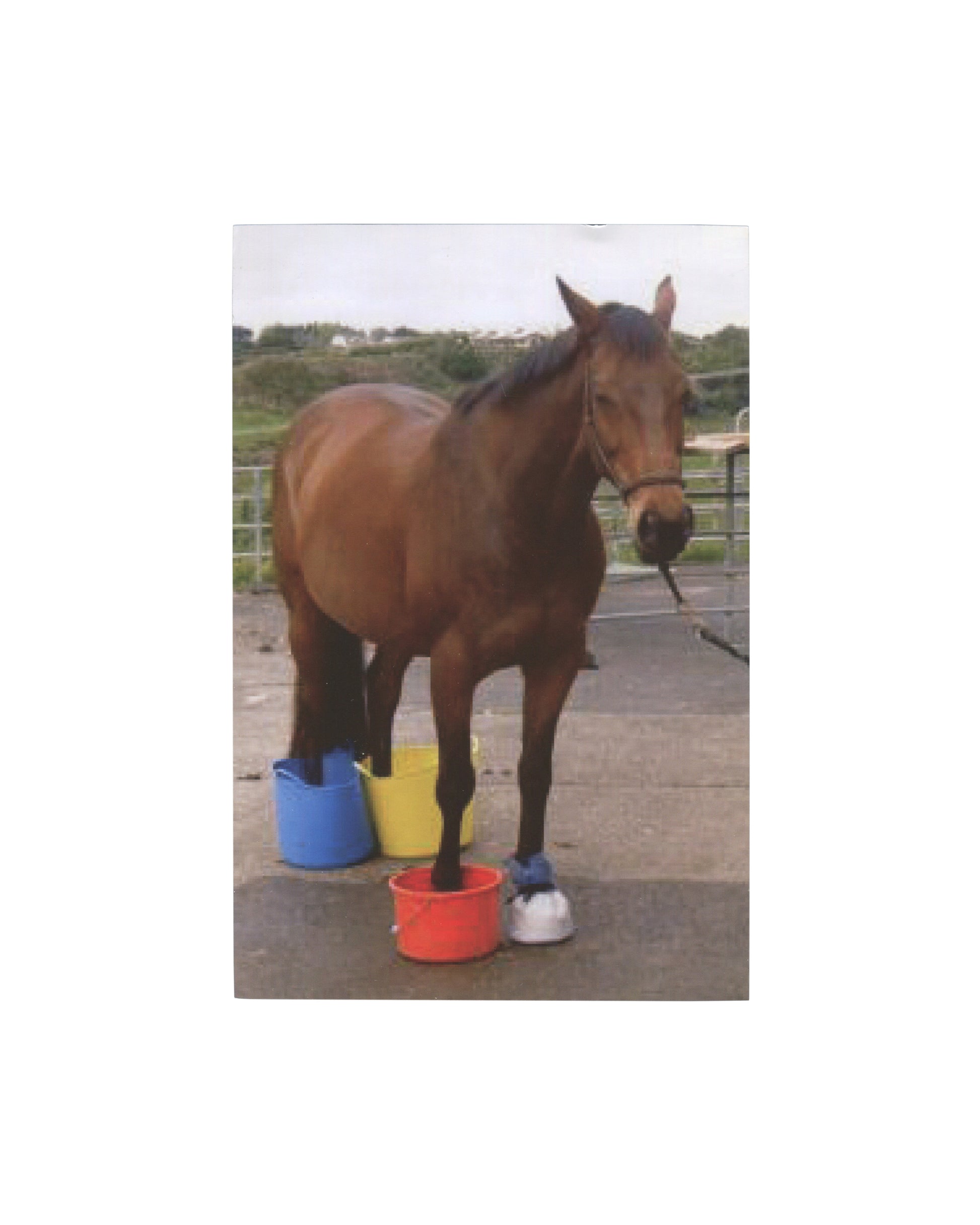 Original 2014 Adam McEwen Non-Alignment Pact exhibition opening card, Art : Concept, Paris, recto showing a colour photograph of a chestnut horse standing on a concrete yard surface with its legs placed in three plastic buckets — blue, yellow, and red — with a rural landscape and metal fencing visible in the background.