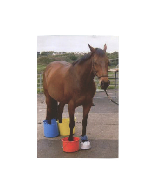 Original 2014 Adam McEwen Non-Alignment Pact exhibition opening card, Art : Concept, Paris, recto showing a colour photograph of a chestnut horse standing on a concrete yard surface with its legs placed in three plastic buckets — blue, yellow, and red — with a rural landscape and metal fencing visible in the background.