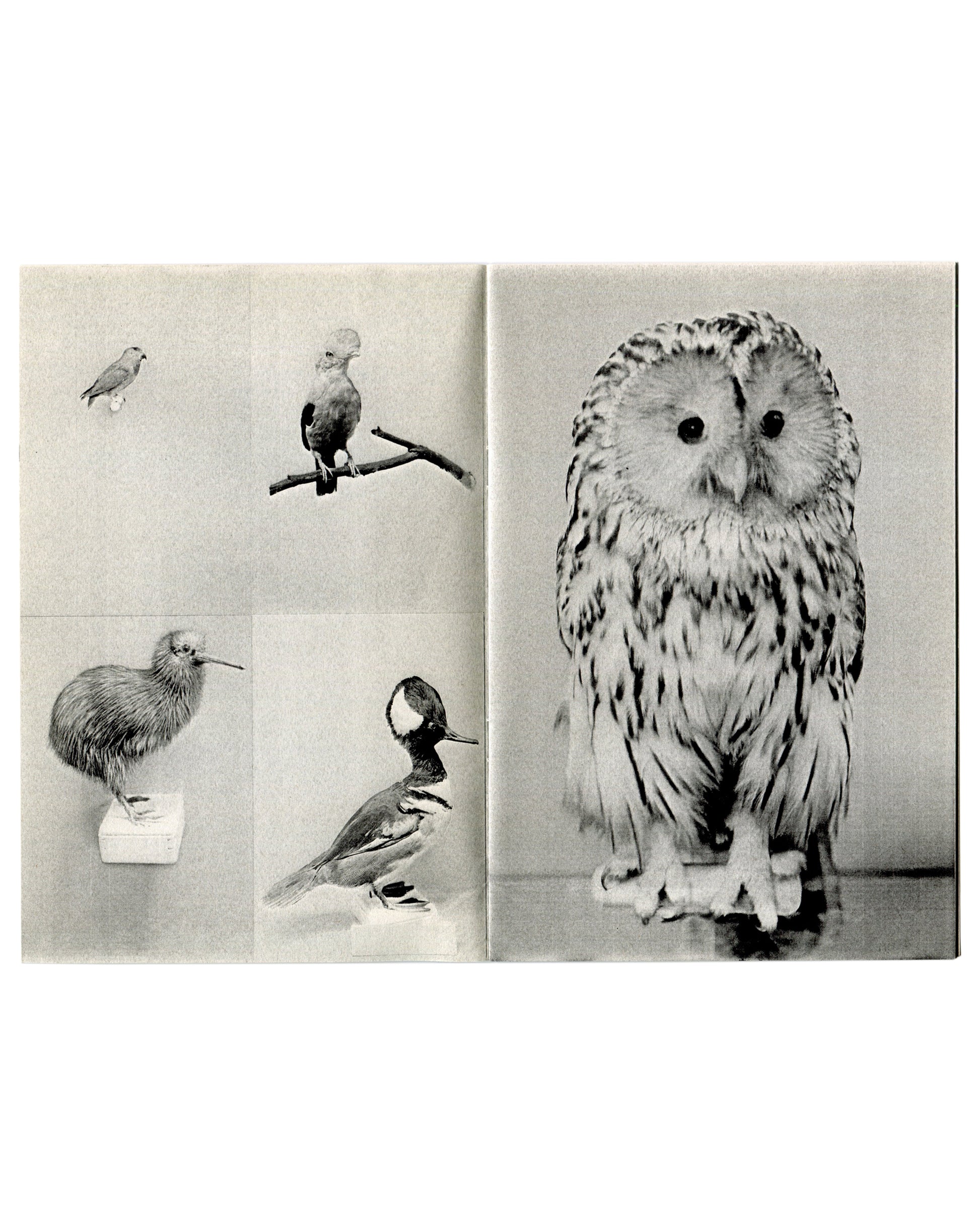 Guadalupe Ruiz, Ausgestopfte Tiere, 2013, interior: four small birds and kiwi left; full-page tawny owl specimen right