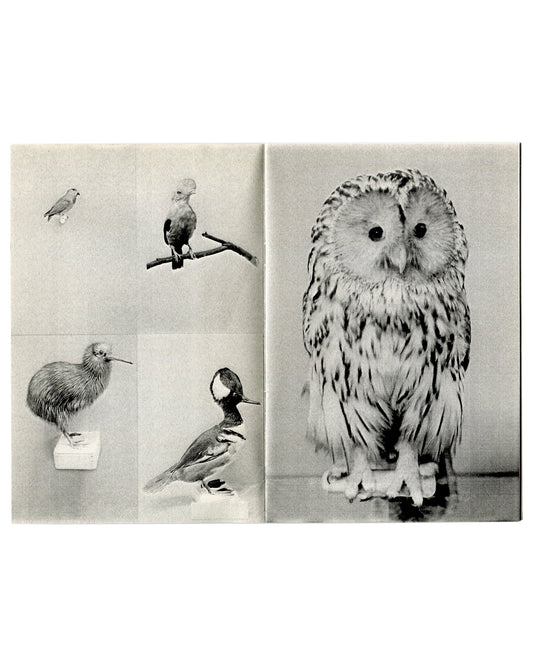 Guadalupe Ruiz, Ausgestopfte Tiere, 2013, interior: four small birds and kiwi left; full-page tawny owl specimen right