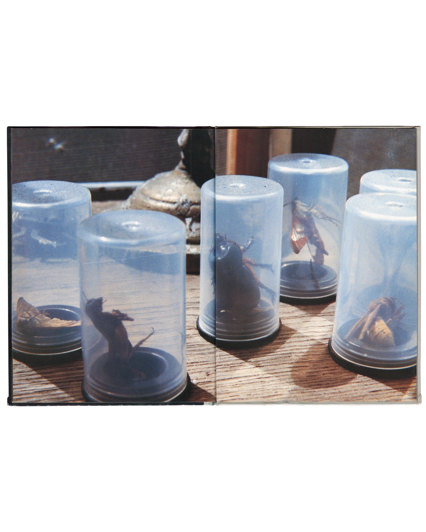 Cindy Sherman, Specimens, Art Random 65, 1991, interior spread: colour — five clear plastic specimen cylinders on wooden surface, small dark insects and creatures inside each, warm daylight
