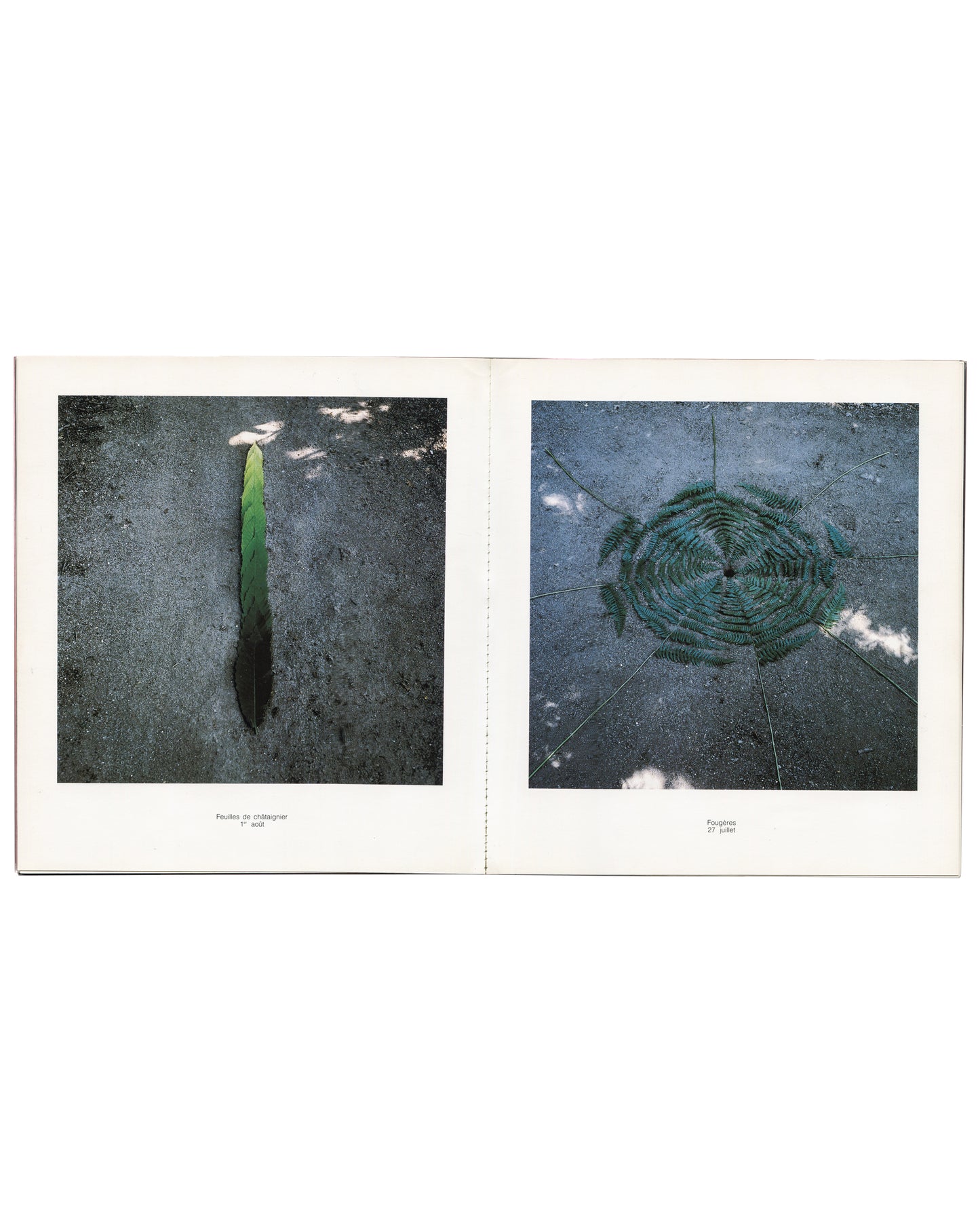 Nils-Udo, Deux Saisons, interior spread: chestnut leaves on water and fern spiral, summer 1986